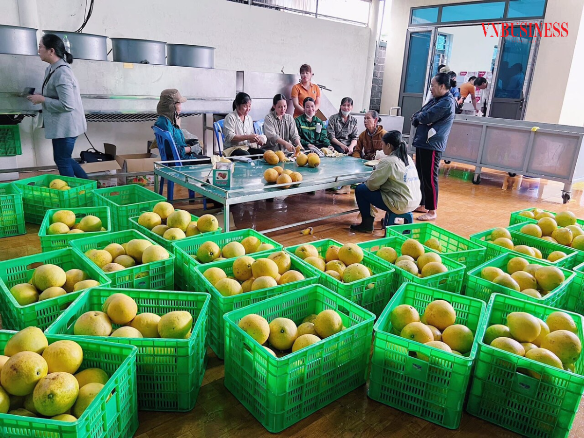 HTX hướng tới đầu tư nhà lạnh để bảo quản sản phẩm được tươi ngon, kéo dài thời gian tiêu thụ.