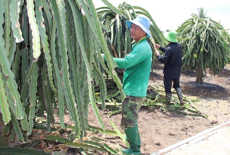 Người trồng thanh long ở huyện Tân Trụ tham gia vào HTX giúp giảm thiểu rủi ro, ổn định được đầu ra.