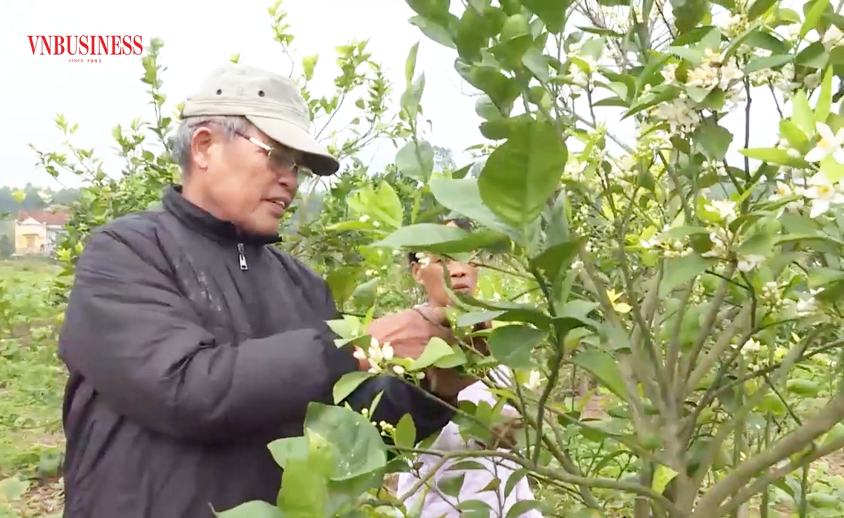 Hiệu quả chuyển đổi nông nghiệp là chìa khóa trong xây dựng nông thôn mới ở Tiên Yên.