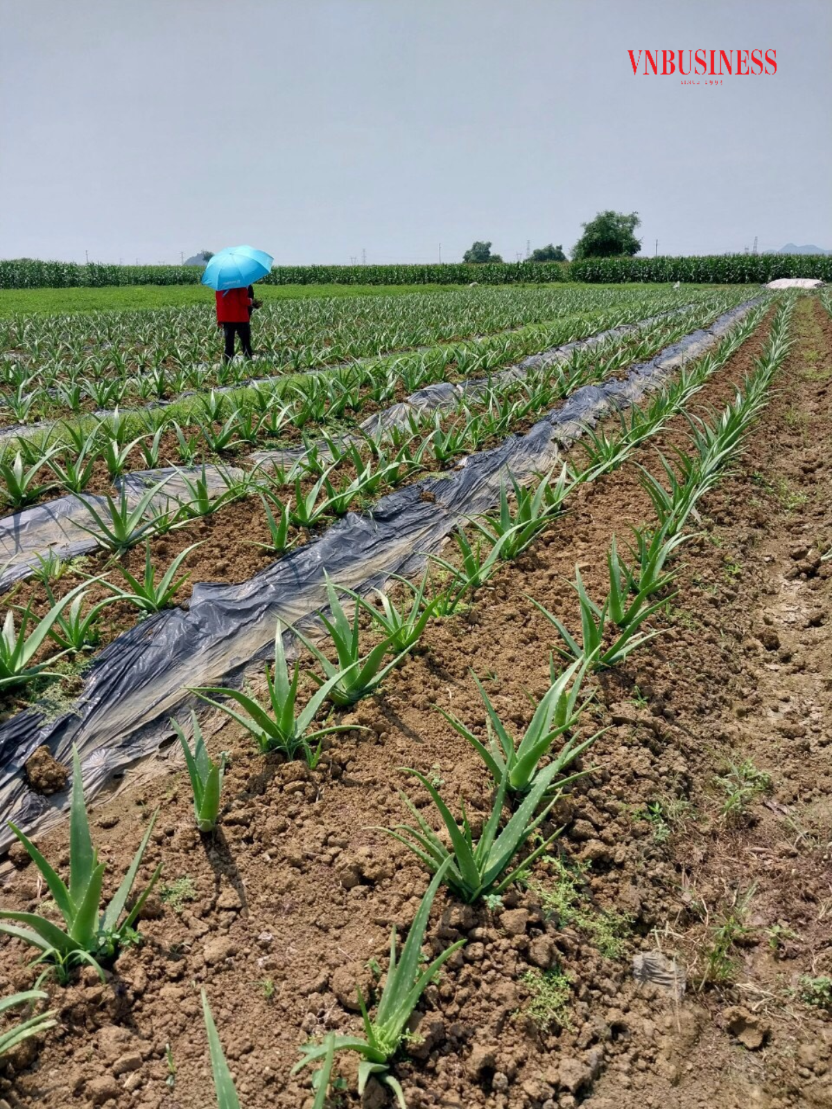 HTX xác định cây nha đam sẽ là hướng đi mới, một trong những loại cây chủ lực phát triển kinh tế của HTX.