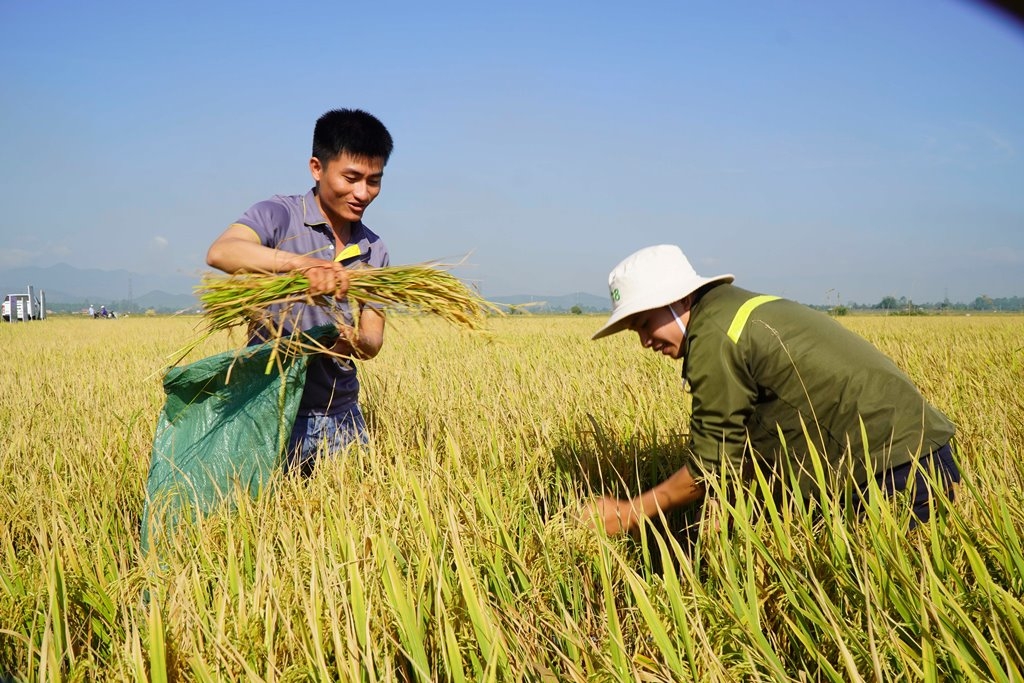 Sản xuất hạn chế phát thải khí nhà kính là hướng đi hiệu quả, bền vững đang được nhiều nông dân, HTX thực hiện.