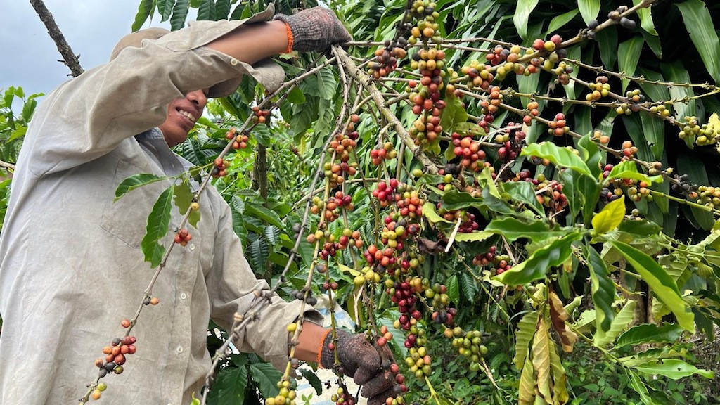 Cùng HTX thúc đẩy chuỗi liên kết nông sản giúp người trồng cà phê ở ở xã Tân Hà &lpar;huyện Lâm Hà&rpar; nâng cao thu nhập.