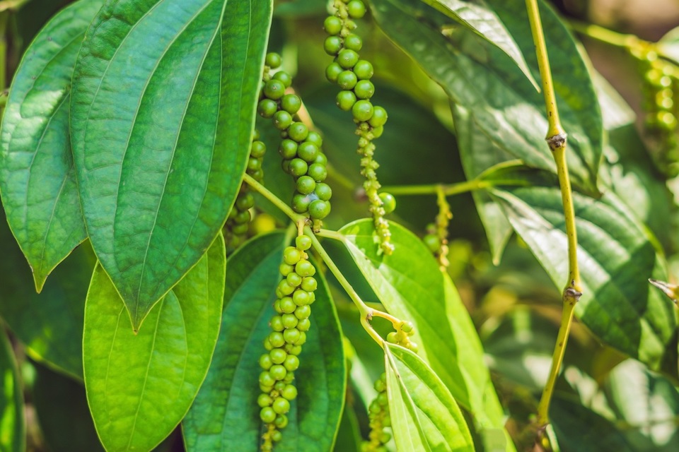 Giá tiêu liên tiếp đi ngang trong những ngày gần đây.