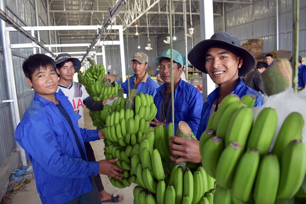 HTX Thương mại, dịch vụ LaBa Phú Sơn mỗi tháng cung cấp 3 – 4 container chuối Laba cho thị trường Nhật Bản.