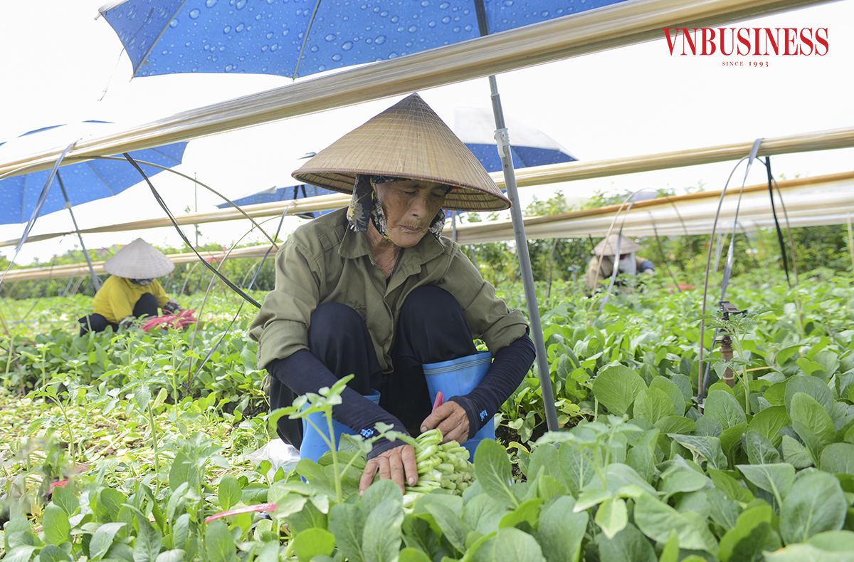 HTX chú trọng áp dụng công nghệ vào chế biến các sản phẩm rau, củ, quả sau thu hoạch.
