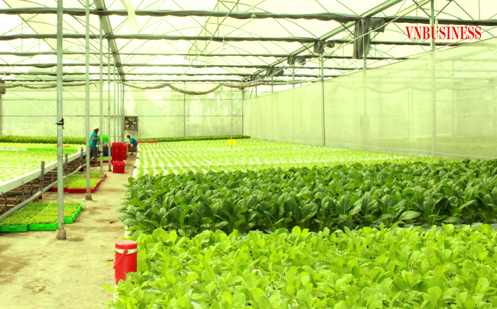 Thời gian tới Phú Giáo sẽ tiếp tục đẩy mạnh các giải pháp phát triển ngành nông nghiệp theo hướng sản xuất nông nghiệp ứng dụng công nghệ cao.