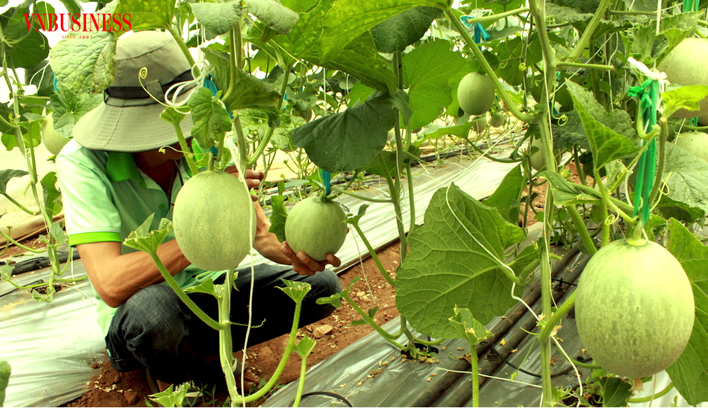 Mô hình trồng dưa lưới áp dụng công nghệ cao của HTX Nông nghiệp công nghệ cao Kim Long - một trong 63 HTX nông nghiệp tiêu biểu toàn quốc năm 2023.