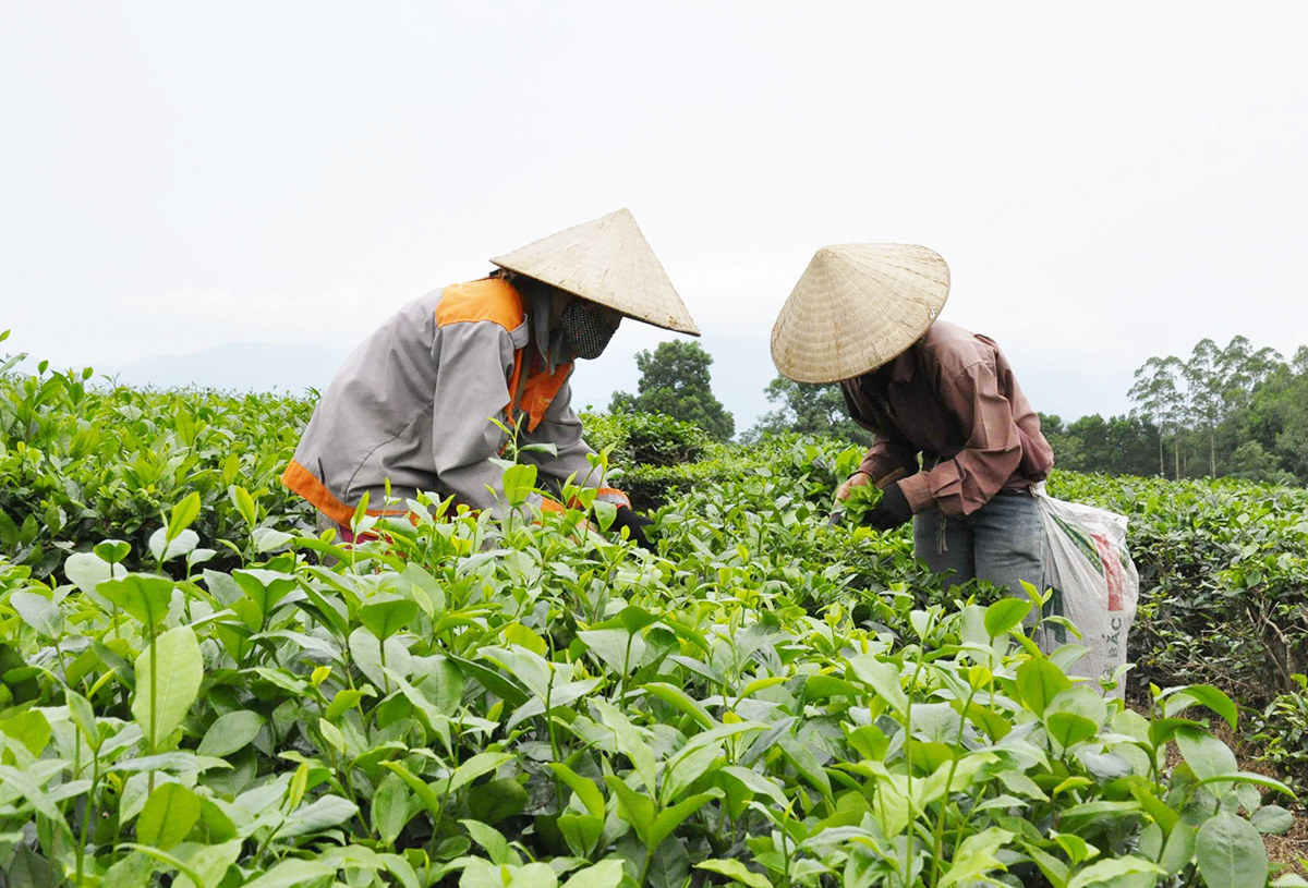 Chè VietGAP đang là cây xóa nghèo, làm giàu cho hàng trăm hộ dân ở Quảng Ninh.