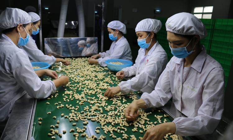 Xuất khẩu điều tăng trưởng 2 con số nhưng nơm nớp lo cảnh báo về chất lượng
