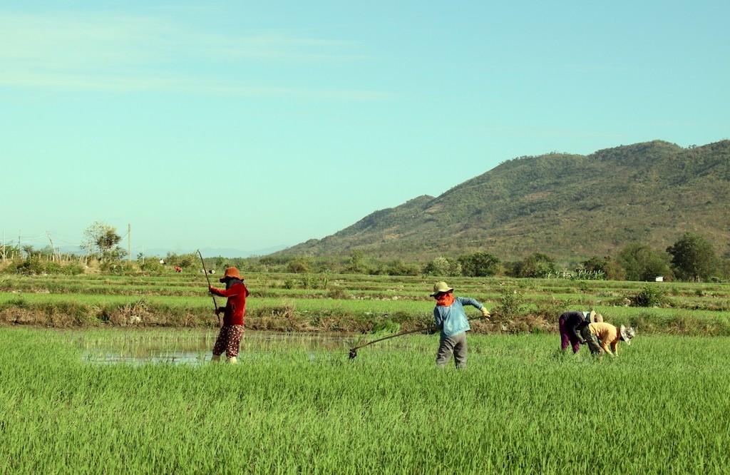 Để giảm nhanh tỷ lệ hộ nghèo ở huyện Bác Ái đang cần tiếp tục phát triển cây trồng có giá trị kinh tế với “bà đỡ” là các HTX, tổ hợp tác.