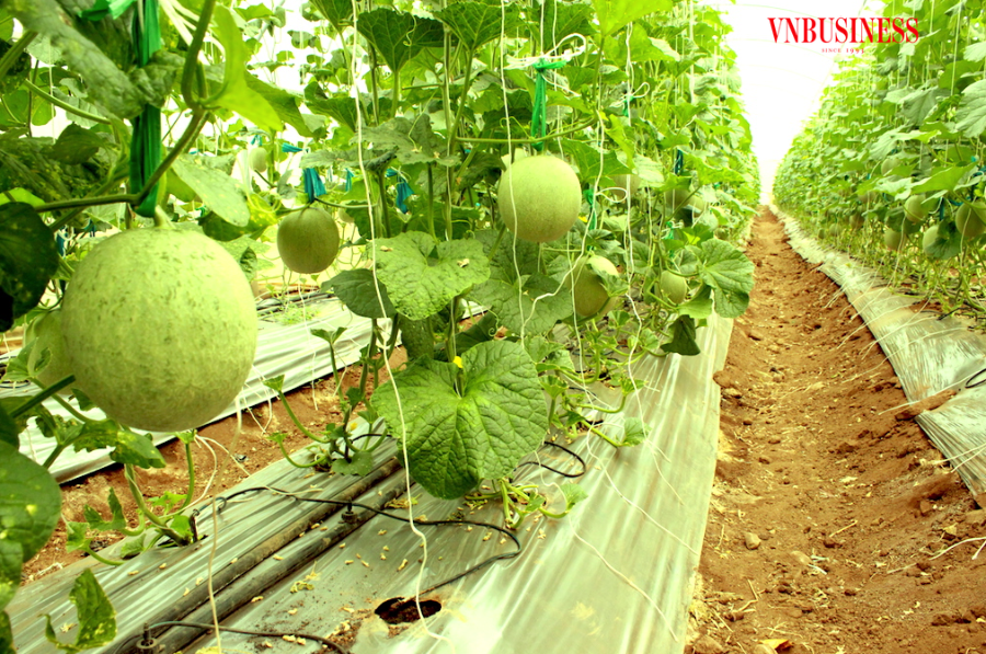 HTX Công nghệ cao Nam Miền Trung đang liên kết với nông dân xã Phước Tiến &lpar;huyện Bác Ái&rpar; trồng dưa lưới công nghệ cao.