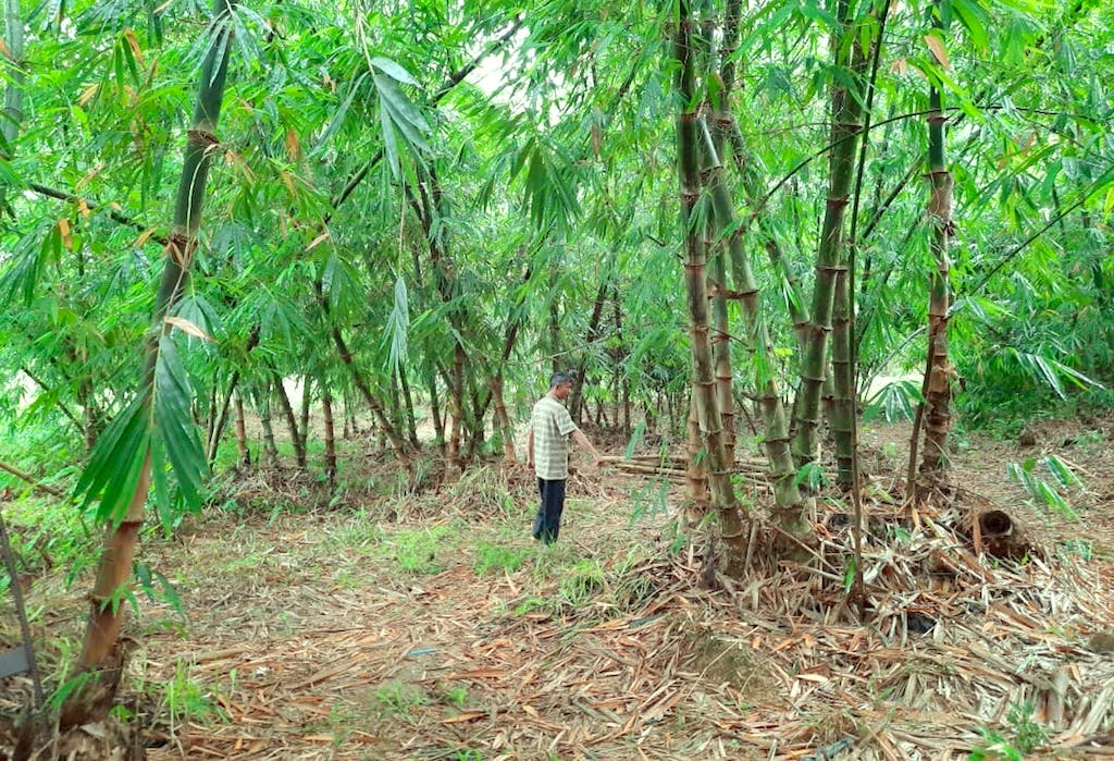 Cây tre đang là cây “trồng chơi ăn thiệt” hiện nay của nông dân ở tỉnh Bình Phước.