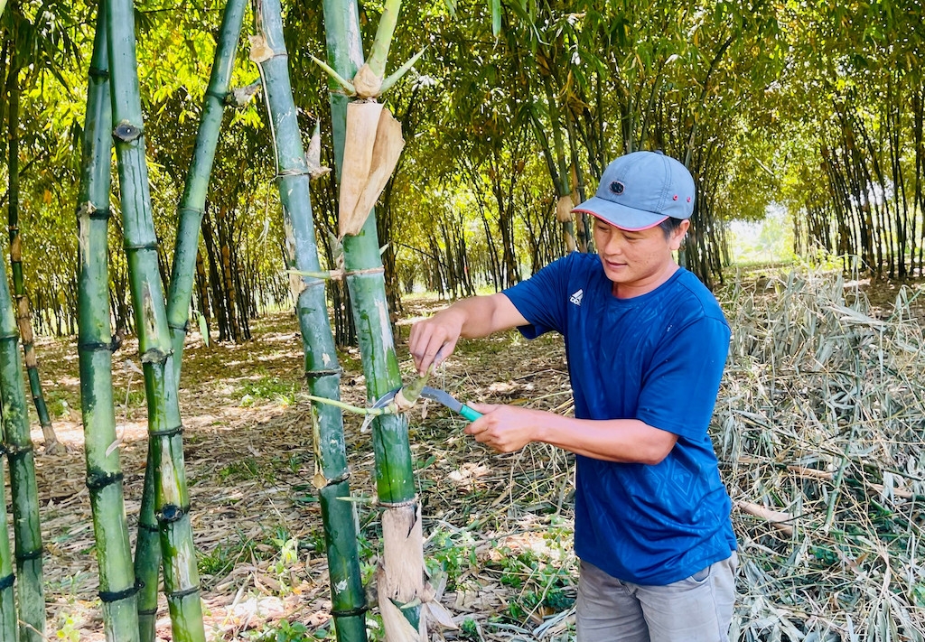 Nâng giá trị cho cây tre với “bà đỡ” HTX sẽ giúp người dân Bình Phước “hái ra tiền”.