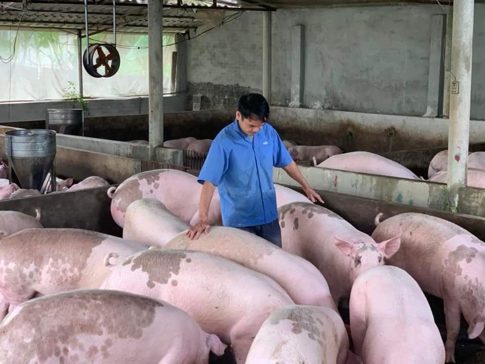 Giá lợn đang giảm 1.000 đồng/kg tại một số địa phương.