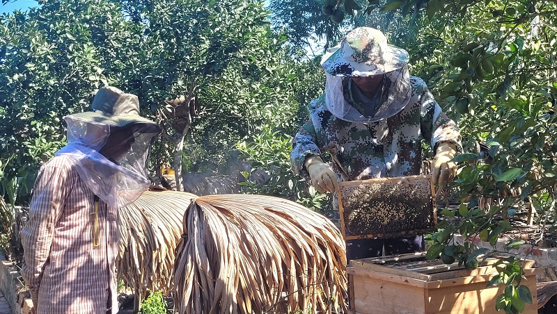 Phát triển nghề nuôi ong đang giúp nhiều hộ dân nâng cao thu nhập, giảm nghèo.