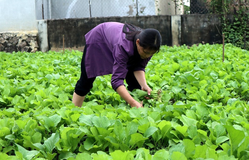 Trồng rau hàng hóa giúp người dân nâng cao thu nhập, giảm nghèo nhờ có nguồn thu ổn định và cao hơn trồng lúa.
