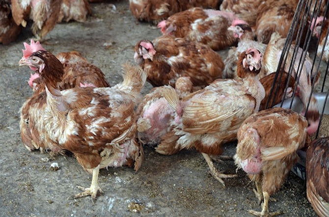 Ước tính lượng gà sống nhập tiểu ngạch, nhập lậu qua biên giới lên tới 200.000 - 250.000 tấn/năm.