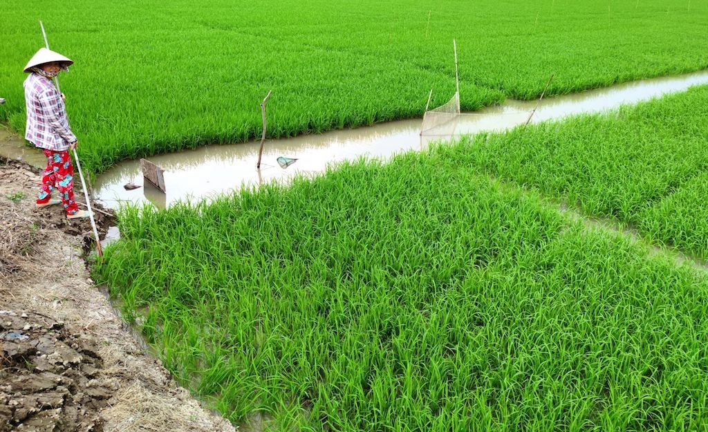 Hoạt động hiệu quả của các HTX sản xuất lúa ở Long Phú đã tạo bước chuyển từ sản xuất nhỏ lẻ sang mô hình sản xuất hợp tác.