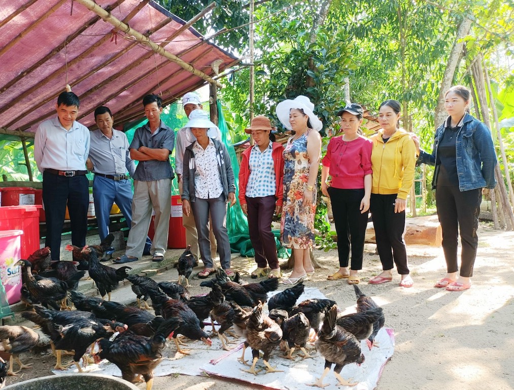 HTX Nông nghiệp Quế Long được xem là “bà đỡ” cho “Gà Tre đèo Le” trong việc mở rộng thị trường và giữ gìn thương hiệu.