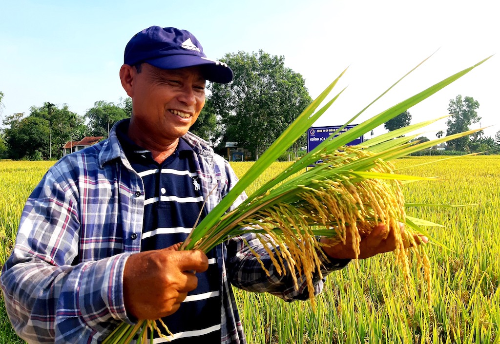 Cùng HTX liên kết sản xuất lúa thương phẩm chất lượng cao ĐT 100 giúp nhà nông ở Quế Sơn thu lãi ròng.