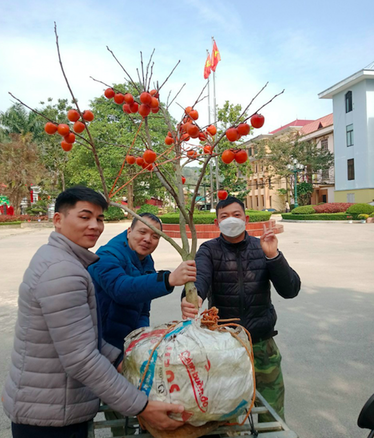 Ngoài bán sản phẩm, HTX còn có chương trình bán nguyên gốc cây hồng đẹp nhất, có giá lên tới 6 triệu đồng/cây &lpar;Ảnh: NVCC&rpar;.