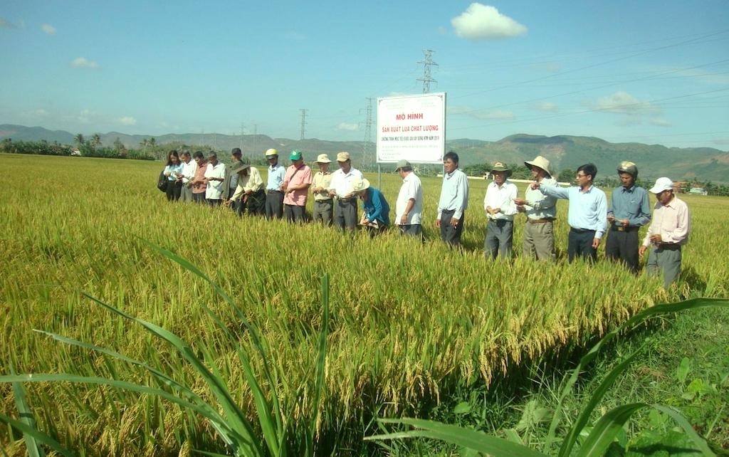 Phát triển lúa giống và trồng lúa chất lượng cao ở HTX Dịch vụ nông nghiệp Hòa Quang Nam.