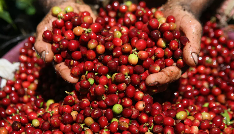 Giá cà phê đang trong những chuỗi ngày tăng khi bắt đầu bước vào vụ thu hoạch.