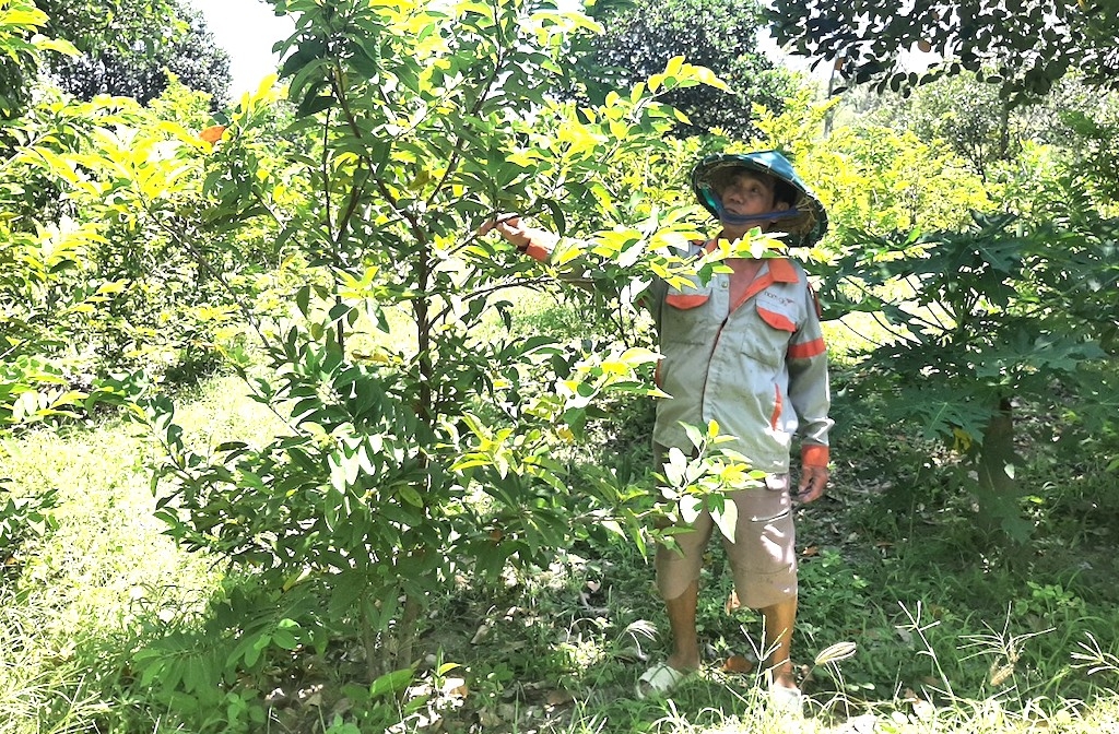 HTX Nông nghiệp công nghệ cao Dũng Lỗ Chài đang canh tác cây mãng cầu theo phương pháp gần gũi với thiên nhiên và áp dụng kỹ thuật tiên tiến.