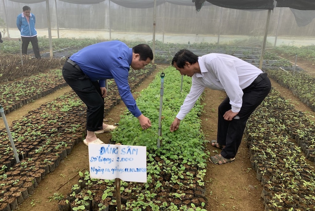 Hướng đi của HTX Nông dược và Dịch vụ tổng hợp An Toàn bước đầu ghi nhận những kết quả khả quan trong việc biến tiềm năng trồng dược liệu thành thực tế.