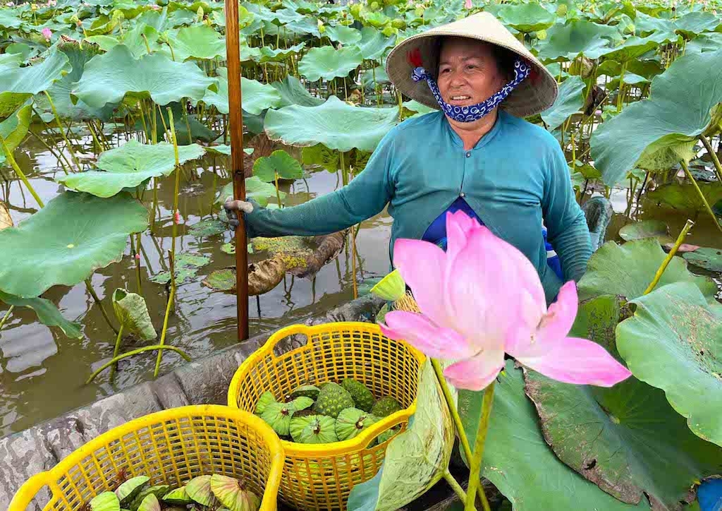 HTX Nông nghiệp dịch vụ Trường Phát đưa tiếng thơm của sản phẩm sen Nhơn Trạch lan xa.