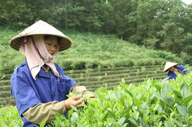 Chè đã được chọn là cây trồng chủ lực, với sự tham gia của các HTX và tổ hợp tác, phát triển theo hướng sạch, an toàn.