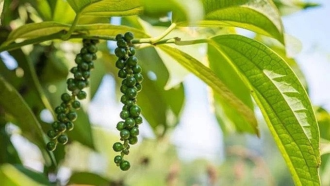Giá tiêu cao nhất ở mức 71.000 đồng/kg.