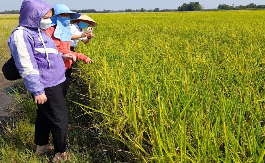 Mô hình trồng lúa hữu cơ của chị em phụ nữ trong HTX lúa gạo chất lượng Lộc Khánh ở xã Lộc Khánh.