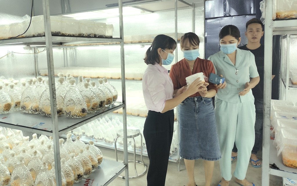 Mô hình nuôi cấy đông trùng hạ thảo của chị em phụ nữ ở HTX Nấm Đông trùng Hạ thảo PN Bình Phước.