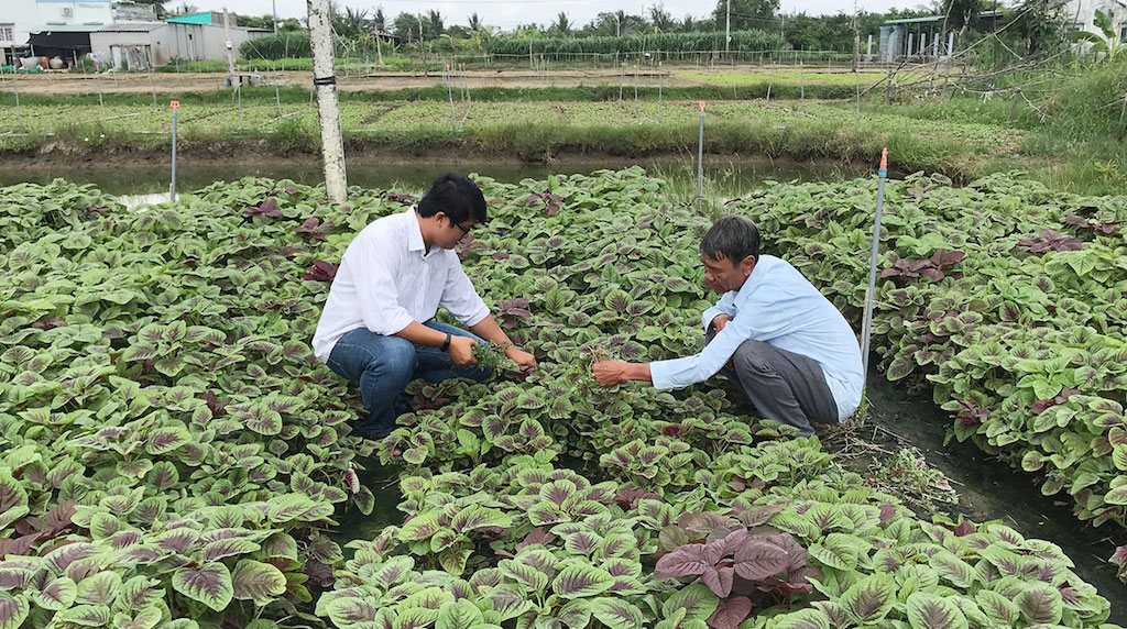 HTX Nông nghiệp - Thương mại - Dịch vụ Phú Quới hiện có tổng diện tích canh tác rau màu VietGap hơn 12 ha.