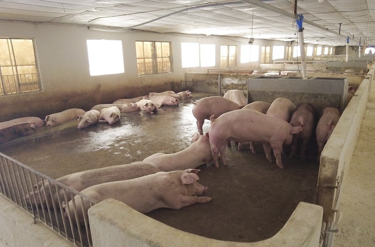 Giá lợn hơi tăng đến 2.000 đồng/kg tại một số tỉnh, thành.