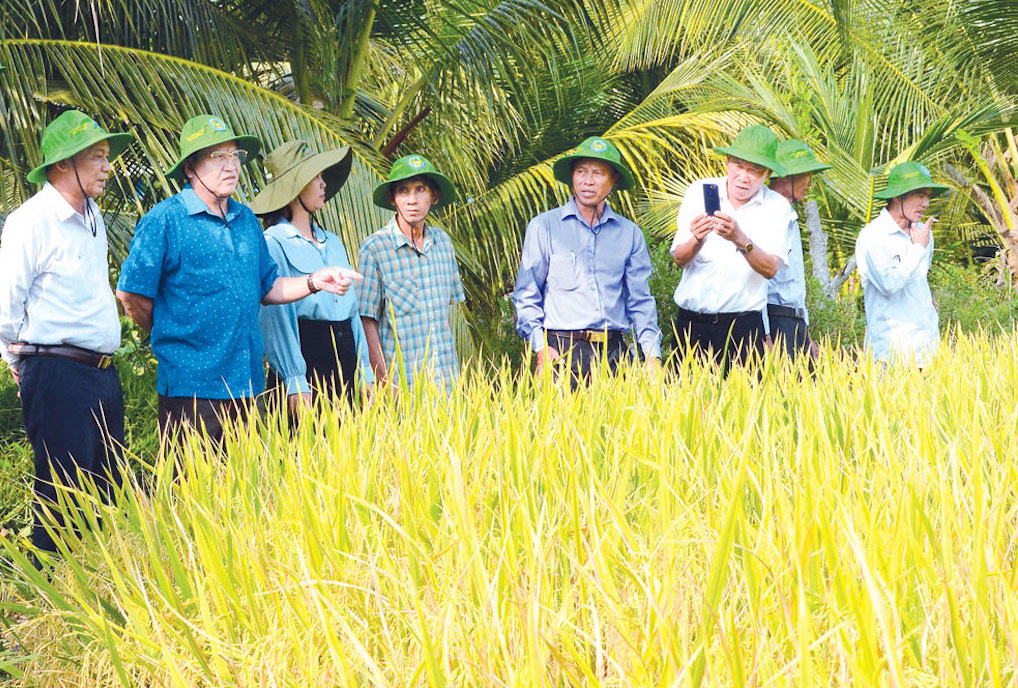 HTX Dịch vụ nông nghiệp Hưng Hòa là một điển hình về chuỗi liên kết sản xuất gắn với tiêu thụ lúa và lúa giống.