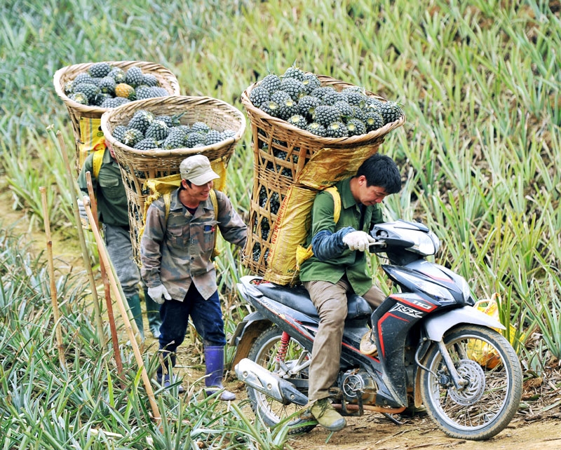 Sản xuất hàng hóa, liên kết chế biến giúp nâng cao thu nhập, hỗ trợ người dân giảm nghèo.