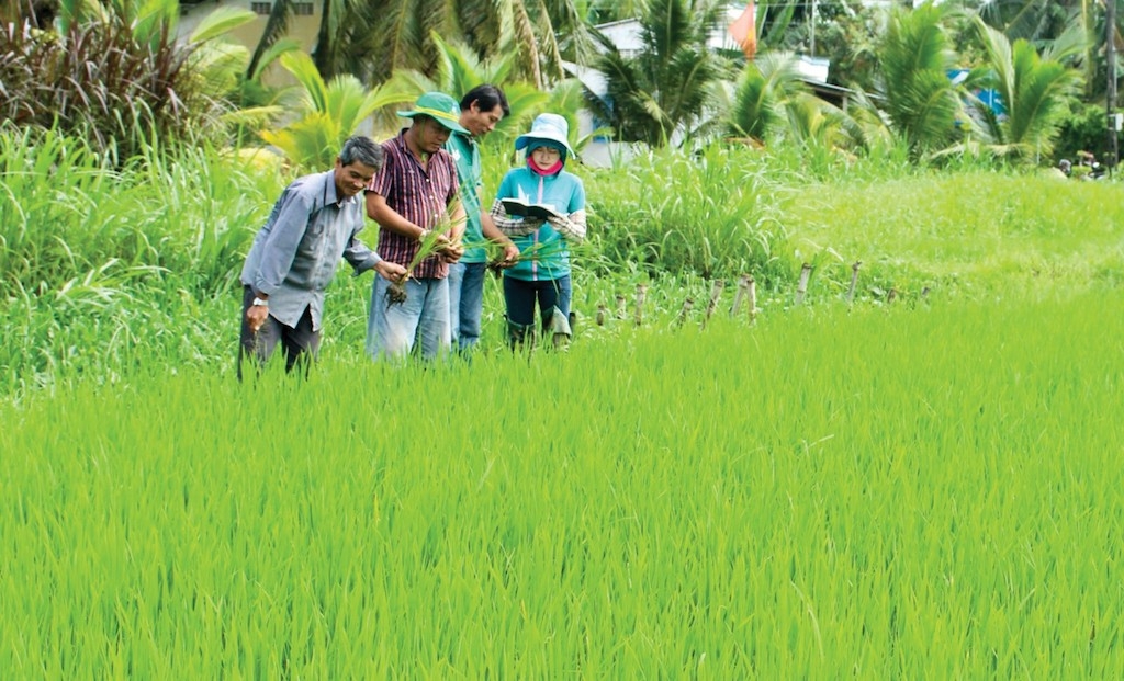 Tính đến nay HTX sản xuất dịch vụ nông nghiệp Tấn Đạt đã có hơn 100 ha trồng lúa theo hướng hữu cơ và đang dần mở rộng thêm.