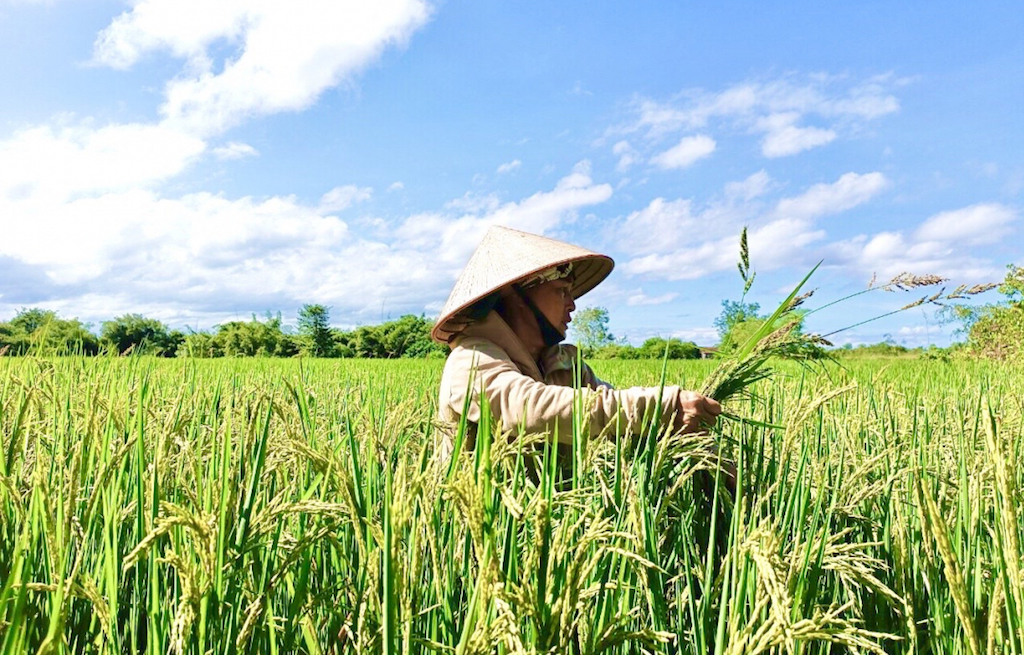Cùng HTX liên kết trồng lúa hữu cơ mang hiệu quả cho nông dân huyện Vũng Liêm.