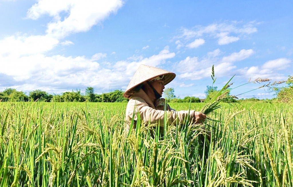 Cùng HTX liên kết trồng lúa hữu cơ mang hiệu quả cho nông dân huyện Vũng Liêm.