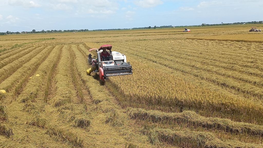 Nhờ tham gia HTX trồng lúa hữu cơ mà đầu ra và giá cả sản phẩm cũng cao hơn, qua đó mang lại thu nhập tốt cho người trồng lúa ở Vũng Liêm, không còn chịu cảnh bấp bênh, nghèo khó.