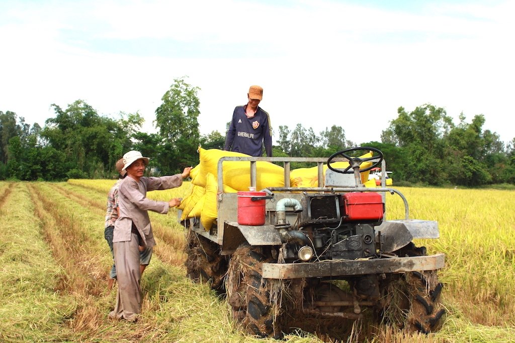 Việc liên kết đã từng bước khắc phục điệp khúc “được mùa, mất giá”, cạnh tranh giá theo hướng có lợi cho nông dân trồng lúa ở Phú Tân.