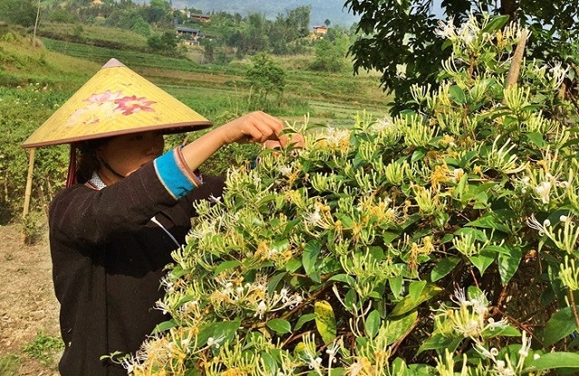 HTX đóng góp tích cực trong việc giải quyết các vấn đề xã hội, dân sinh, giải quyết việc làm, hỗ trợ nông dân sản xuất hiệu quả.