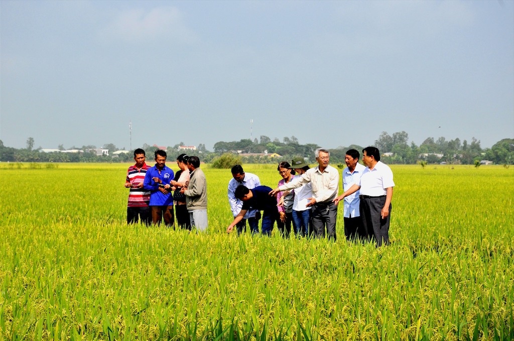 HTX nông nghiệp Phú Thạnh mang lại lợi ích thiết thực cho nông dân trồng lúa.