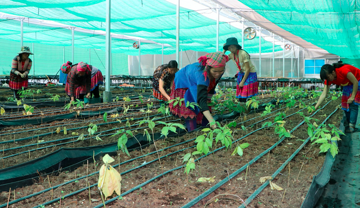 Cần tháo gỡ khó khăn vè nguồn vốn cho HTX, doanh nghiệp sản xuất dược liệu.