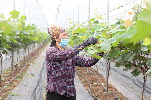 Vai trò của HTX đã góp phần làm thay đổi căn bản diện mạo nông thôn thời kỳ hội nhập.