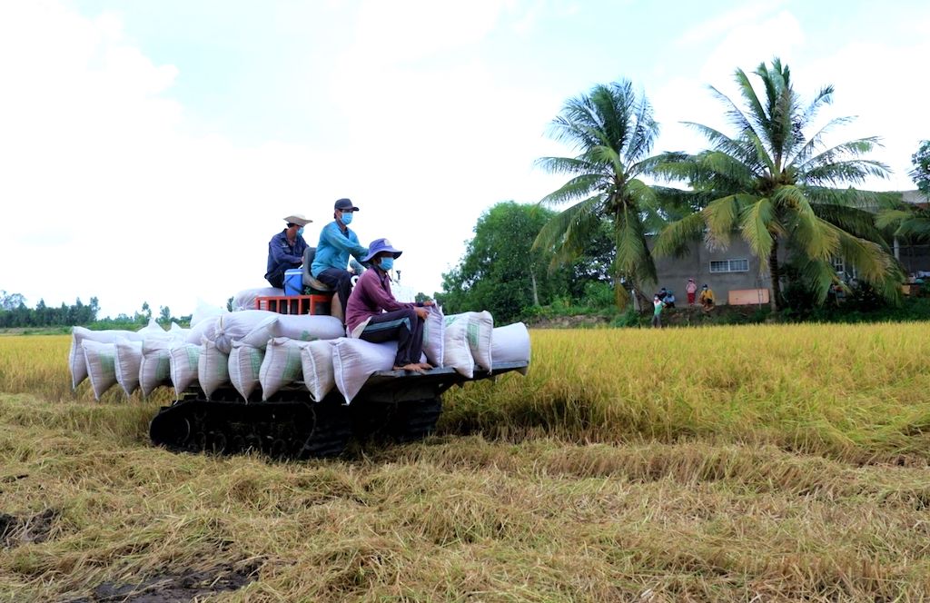 HTX giống nông nghiệp Định An giúp mang lại lợi nhuận cao cho các nông dân trồng lúa.