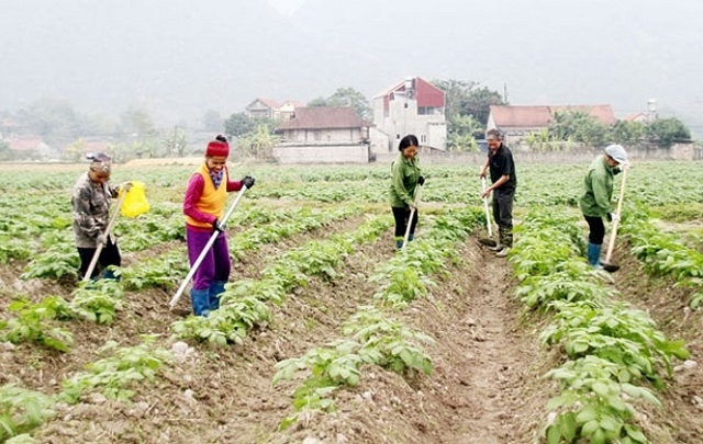 HTX góp phần tích cực trong việc hỗ trợ kinh tế hộ phát triển, thúc đẩy mục tiêu xóa đói, giảm nghèo.