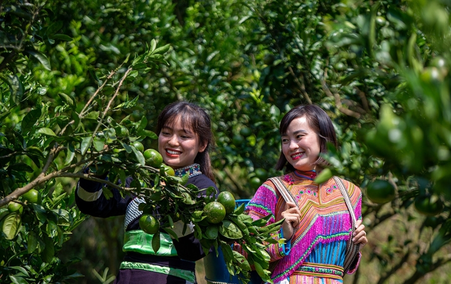 Hỗ trợ HTX phát triển sẽ thúc đẩy giảm nghèo bền vững.